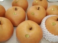 新高梨 新高梨